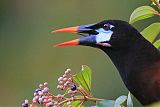 Montezuma Oropendola